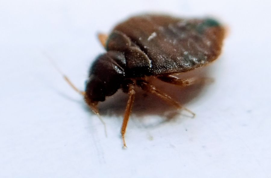 Bedbugs continue to invade France