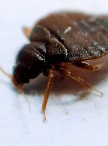 Bedbugs continue to invade France. A high school has been infested, and teachers have requested the "right to withdraw"