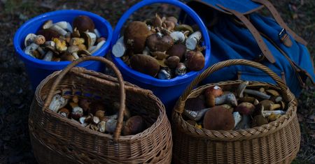 Polacy zwabieni urodzajem grzybów ruszyli do lasów. Jednak ekspert ostrzega