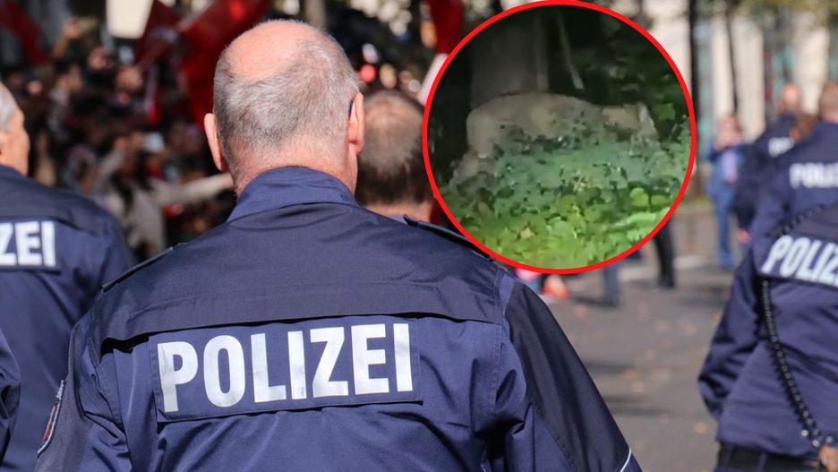 Policja ostrzega przed "dzikim zwierzęciem"