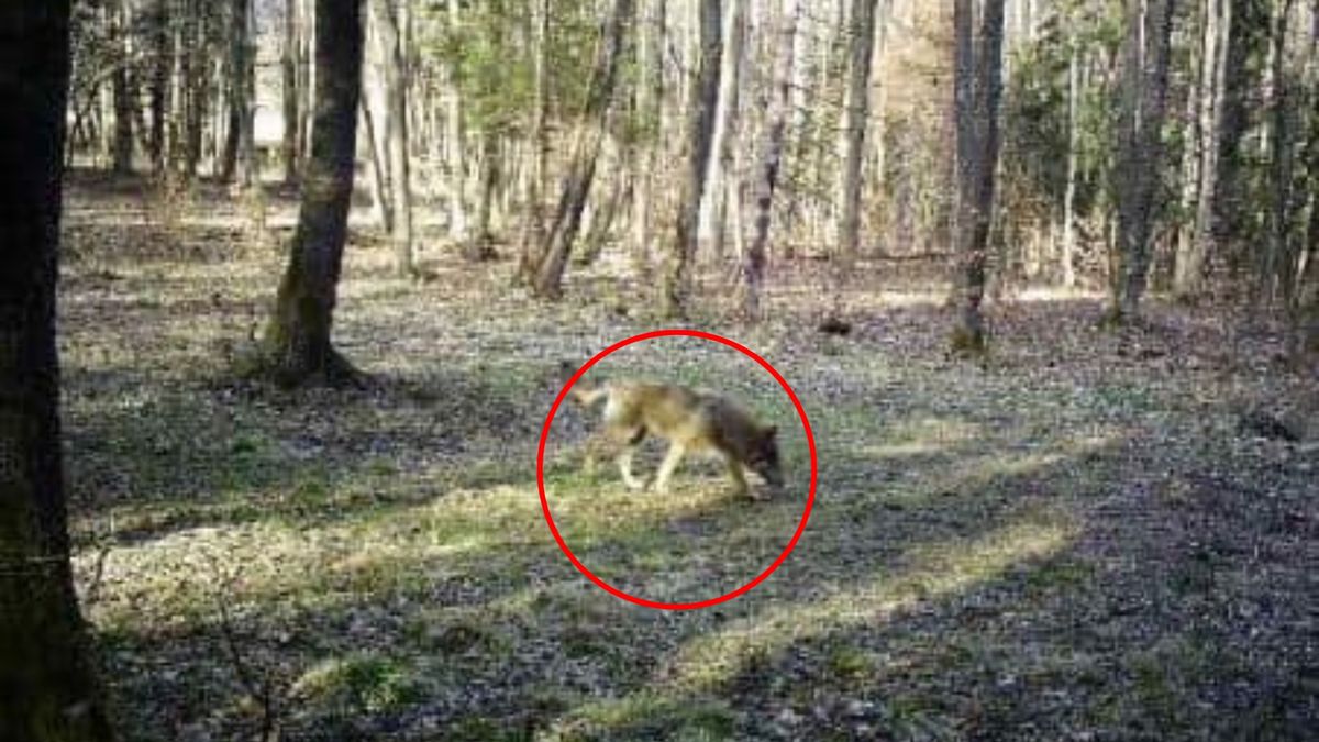 W lasach zrobiło się tłoczno