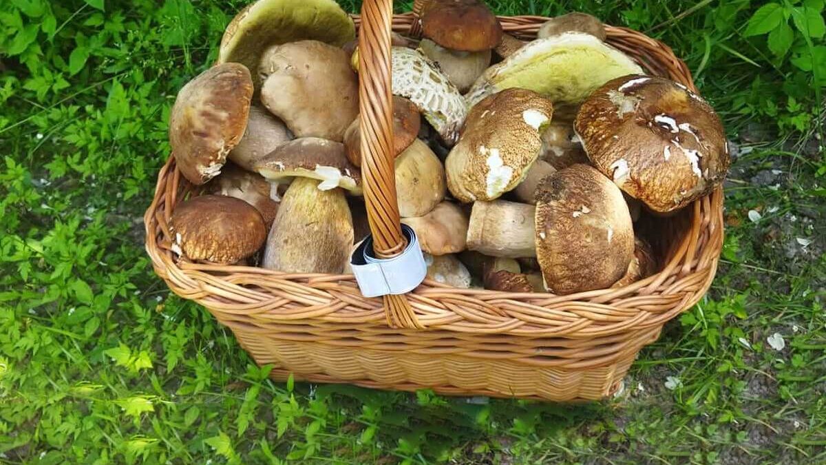 Zbiory grzybów woj. lubelskie