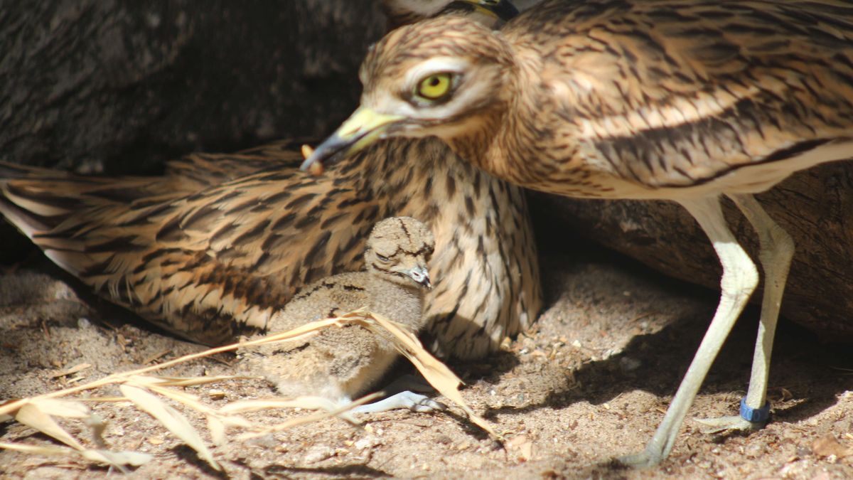 Maluch przyszedł na świat w połowie kwietnia 2025 r. 
