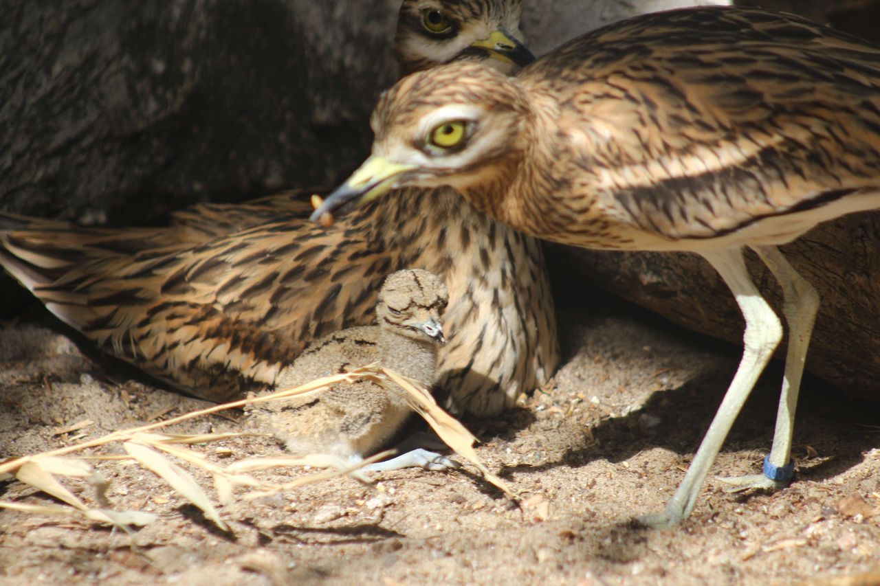 Warszawskie zoo świętuje. Ogłosili radosne wieści
