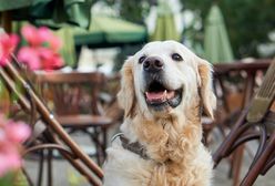 Pies w restauracji? W tym wypadku właściciel lokalu nie może odmówić