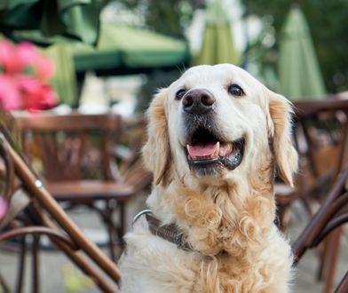 Pies w restauracji? W tym wypadku właściciel lokalu nie może odmówić