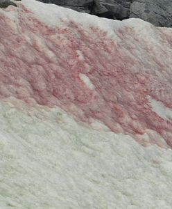 "Arbuzowy śnieg" w USA. Niezwykłe zjawisko to ostrzeżenie