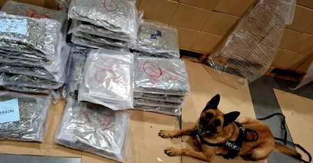 Sprawdzili paletę ze słodyczami. Odkryli towar wart 18 mln zł