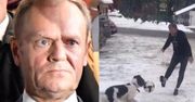 Prawicowi publicyści o Tusku, który MIAŁ UDERZYĆ PSA swojej córki: "Niebywałe sku*wysyństwo!"