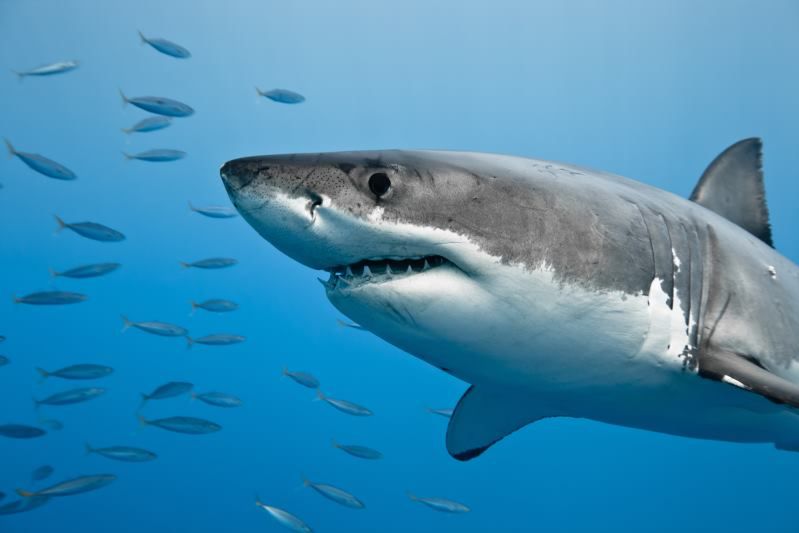 Australia - rekiny tweetują, by ostrzec turystów