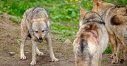 Wilki mają śmiertelnie groźnych wrogów. Poruszający post Nadleśnictwa Kolbudy