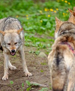 Wilki mają śmiertelnie groźnych wrogów. Poruszający post Nadleśnictwa Kolbudy