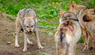 Wilki mają śmiertelnie groźnych wrogów. Poruszający post Nadleśnictwa Kolbudy