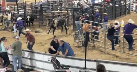 Chwile grozy na rodeo. Byk wbiegł na trybunę pełną ludzi