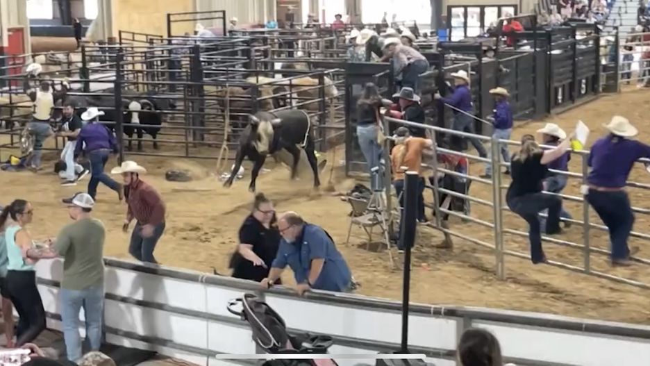 Rozwścieczony byk wbiegł na trybuny