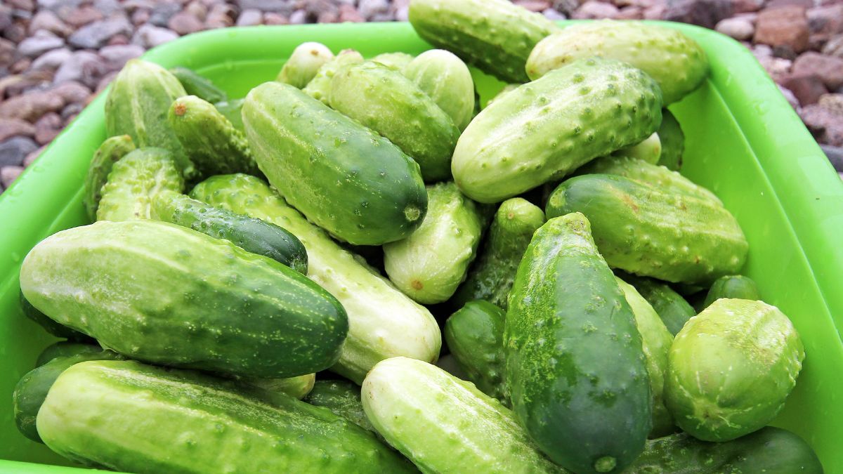 Ogórki też można mrozić. Musisz tylko wiedzieć jak