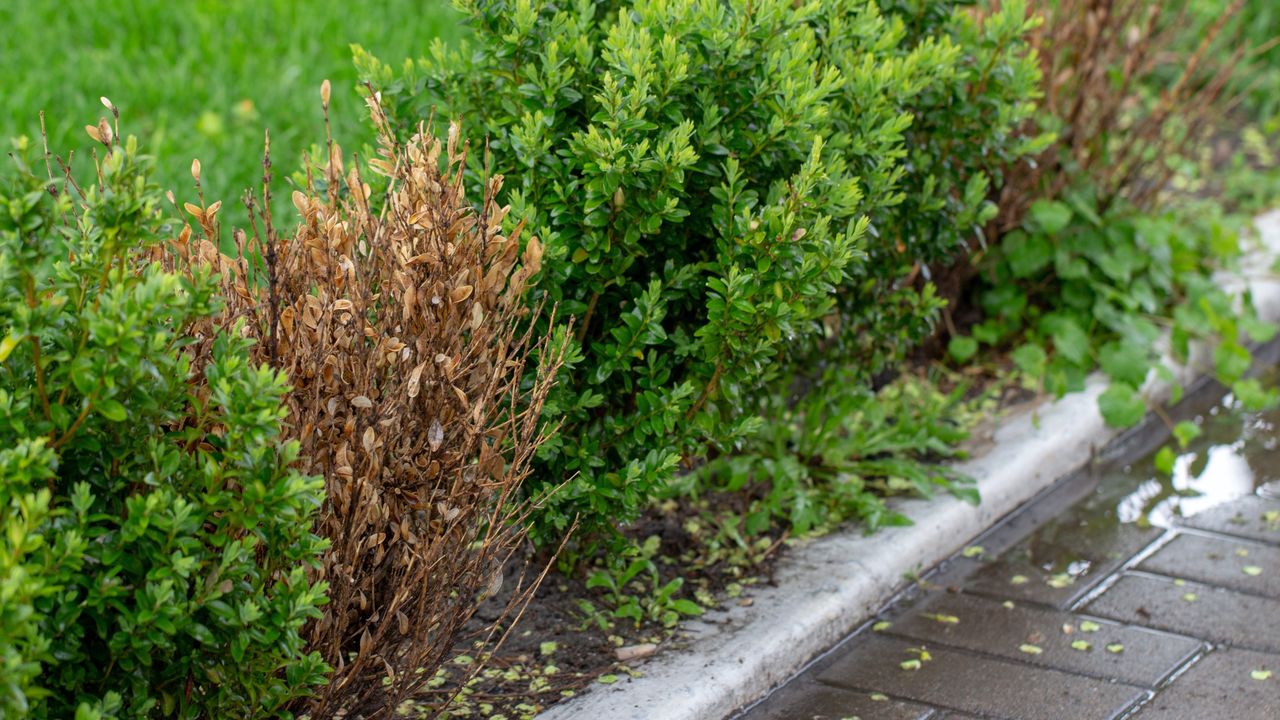 How to take care of boxwood so that it grows thick?
