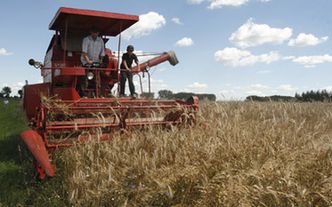 Ceny zbóż w Polsce rosną. Około 30 złotych na tonie