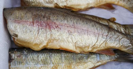 Ryba popularniejsza niż karp i łosoś? To bogactwo kwasów omega-3