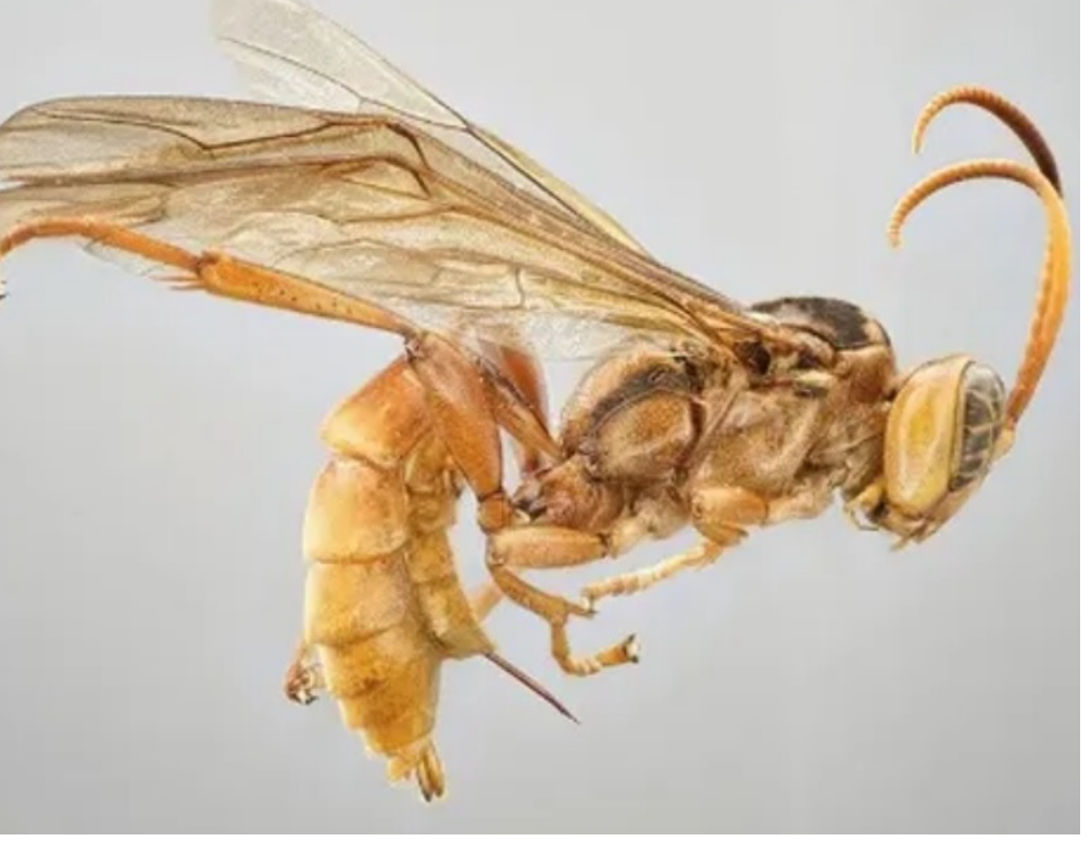 A deadly species of wasp has been discovered. It eats the victim from the inside