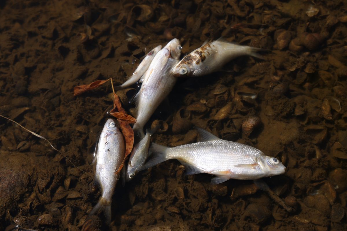 Znaleziono śnięte ryby w rzece Ner. Zdjęcie ilustracyjne