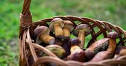 Grzybiarze już zacierają ręce. W tych regionach będzie wysyp grzybów, a borowiki i koźlarze to tylko początek listy