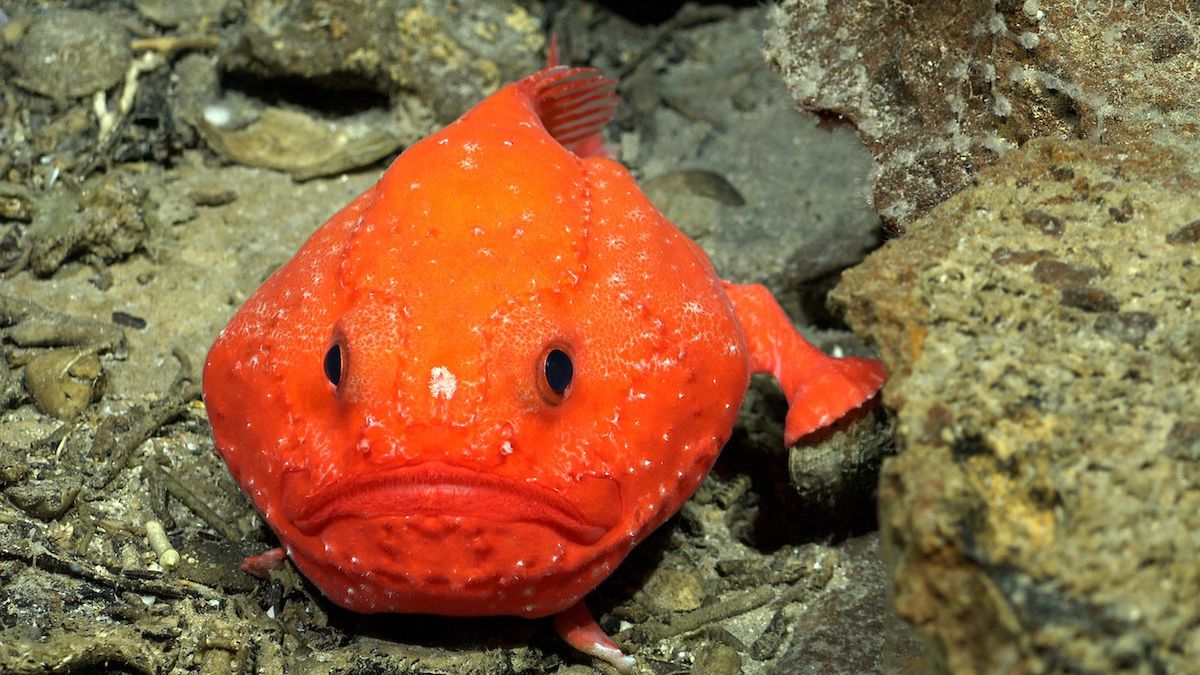 Chaunax - ropucha morska zaobserwowana około 600 m pod powierzchnią oceanu