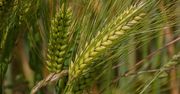 Wyzwania współczesnej agrotechniki w kontekście optymalizacji plonów