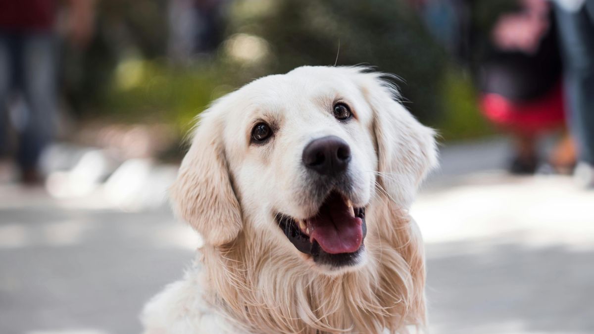 O tych kwestiach warto pamiętać, jeśli wybieramy się z psem do lasu