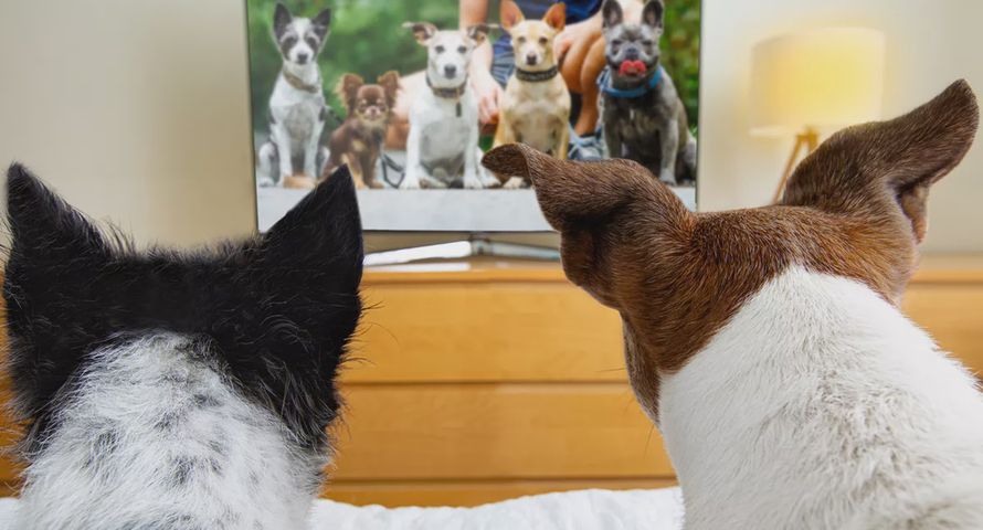 Psy oglądają telewizję. Rusza kanał dla tych zwierząt i ich właścicieli