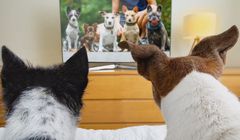 Psy oglądają telewizję. Rusza kanał dla tych zwierząt i ich właścicieli