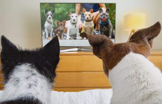 Psy oglądają telewizję. Rusza kanał dla tych zwierząt i ich właścicieli