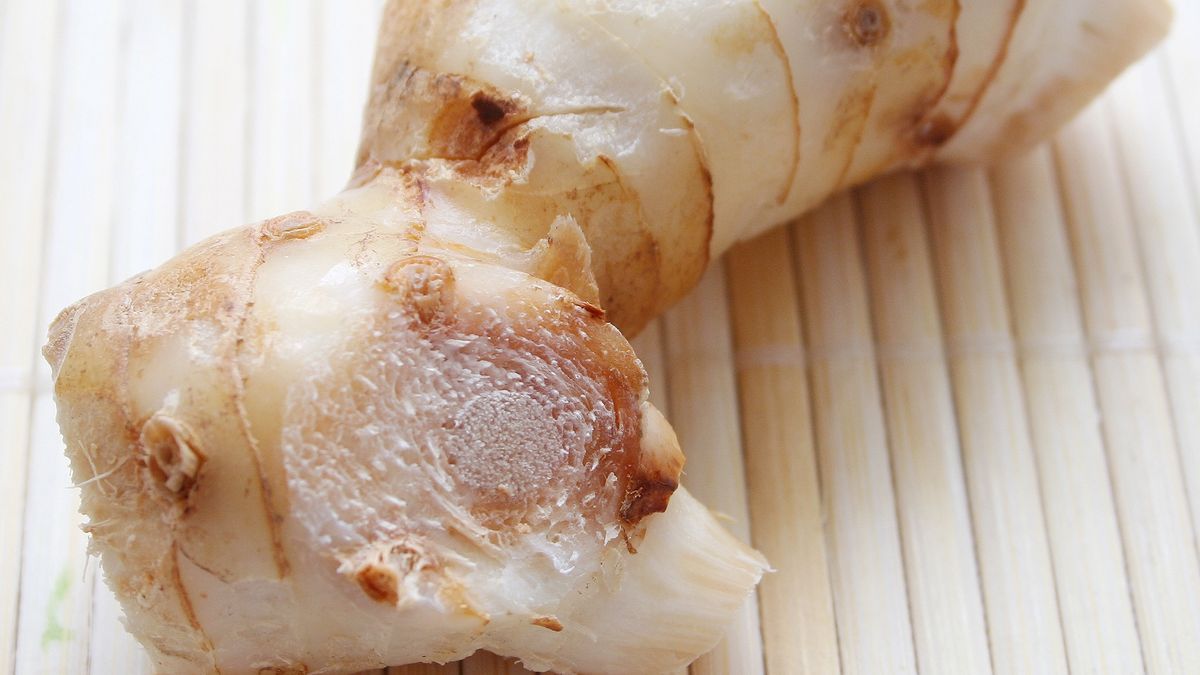 Galgant i jego właściwości