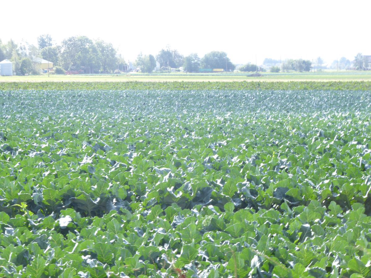 Dramat na rynku warzyw. Samozbiory by ratować plony