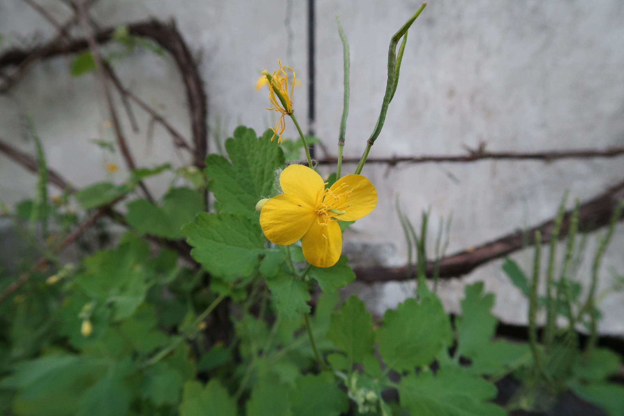 Canon G7X Mark II - test kieszonkowego kompaktu premium 95
