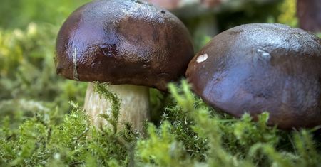 Grzybobranie. Aplikacje, które pomogą w udanych zbiorach