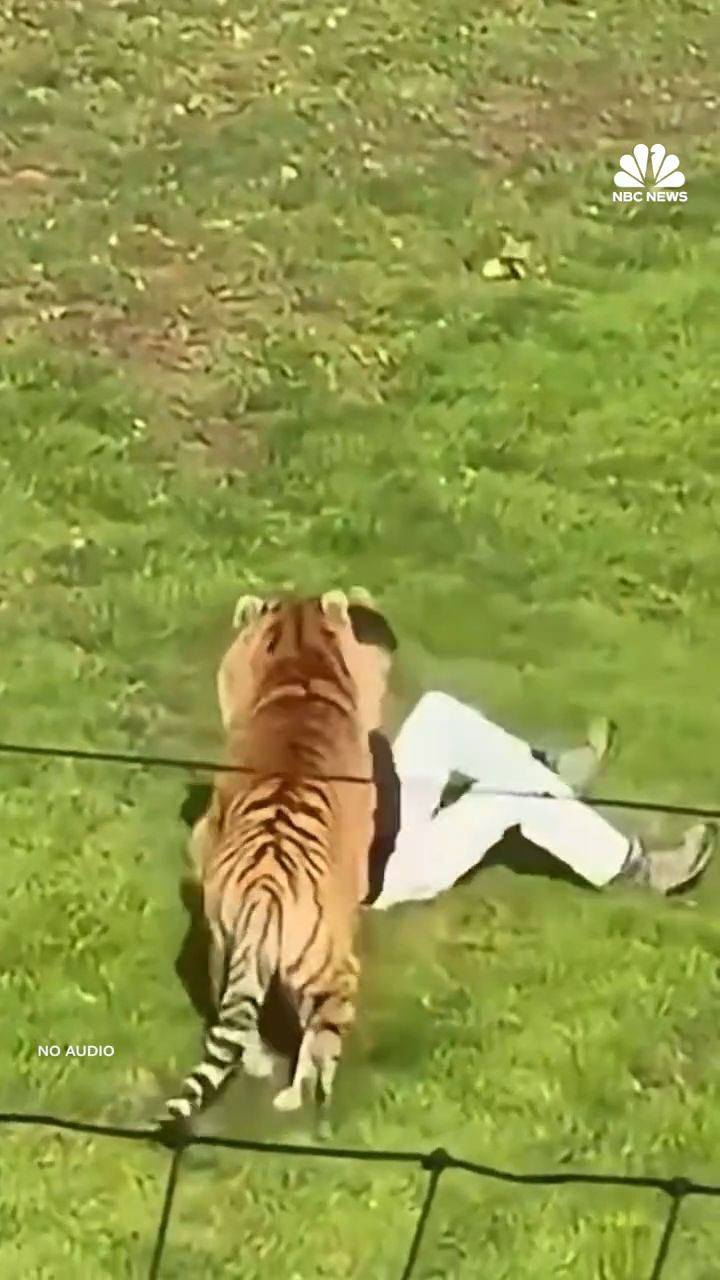 Atak tygrysa na mężczyznę w brytyjskim zoo