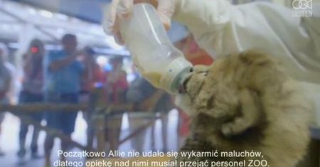 W ZOO w San Diego urodziły się młode gepardy