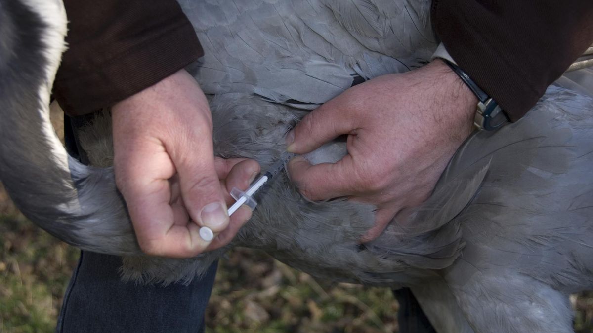 Zmarł dwa tygodnie po zakażeniu. To kolejny przypadek ptasiej grypy