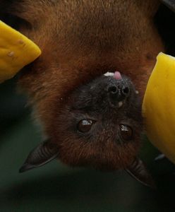 Nietoperz pogryzł dzieci. Dziewczynka i chłopczyk nie żyją