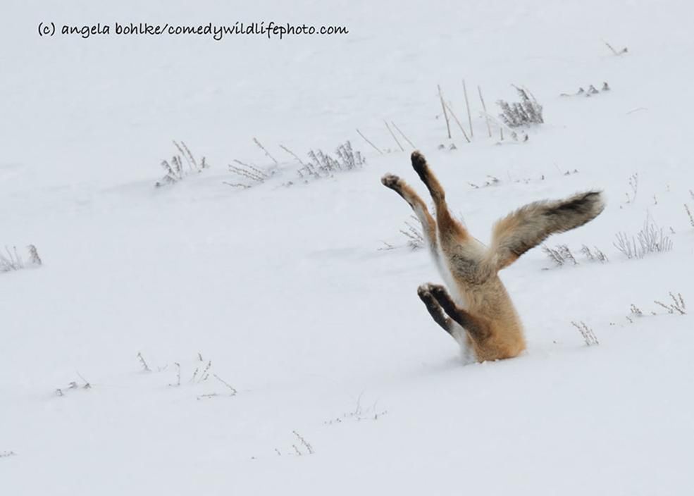 Dzikie zwierzęta wcale nie są takie straszne. Oto najzabawniejsze zdjęcia z konkursu Comedy Wildlife Photography Award 10