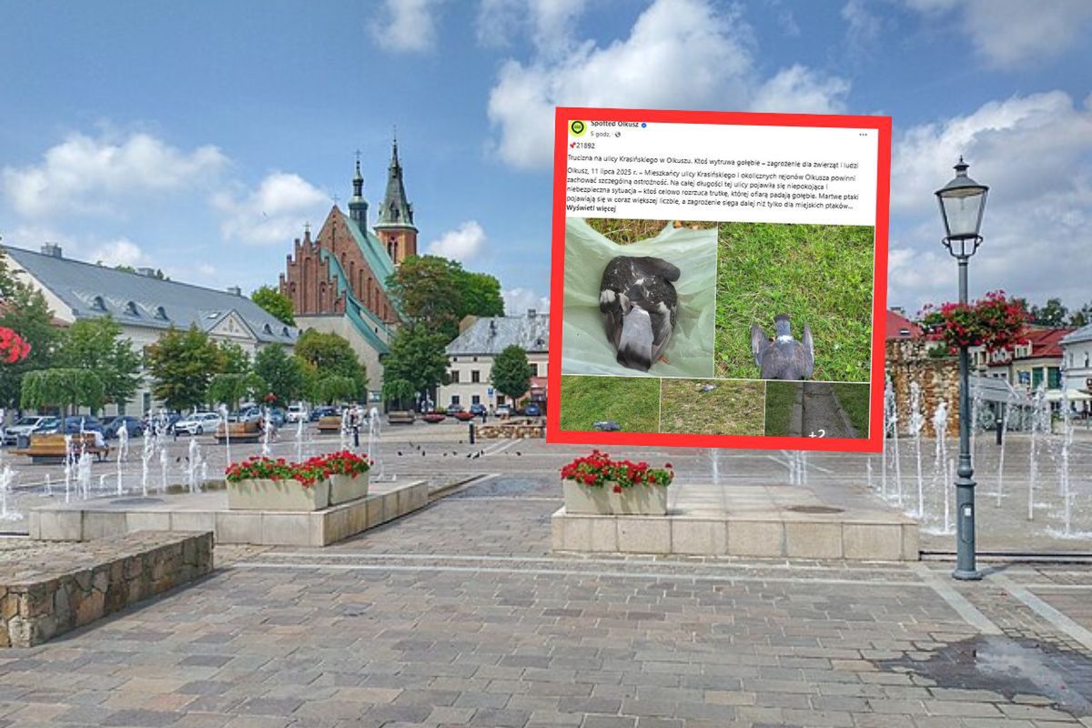 Ktoś rozrzuca truciznę w mieście? Na ulicach leżą martwe ptaki