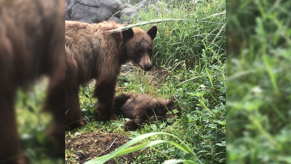 Wzruszający obraz natury. Niedźwiedzica opłakiwała zabite młode 1