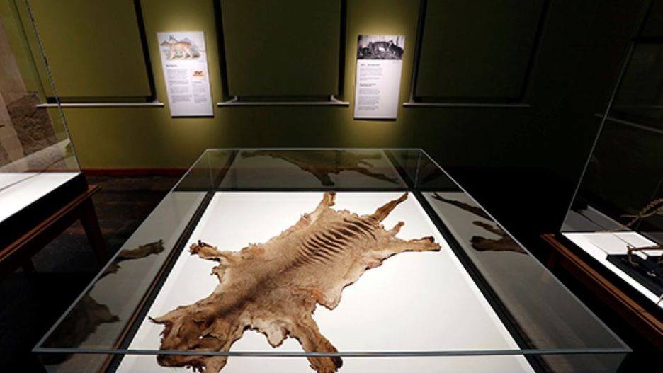 Odkryto szczątki ostatniego wilkowora tasmańskiego