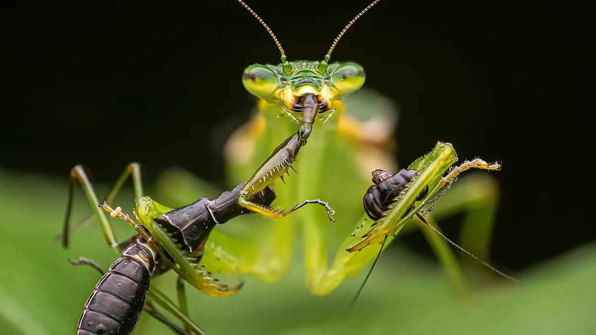 Niezwykłe zdjęcia pokazują, jaka naprawdę jest natura – piękna i niebezpieczna 1