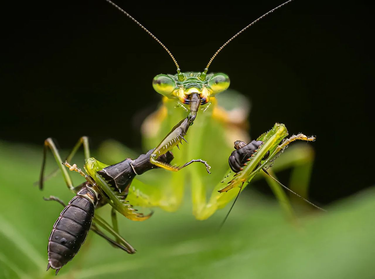 Niezwykłe zdjęcia pokazują, jaka naprawdę jest natura – piękna i niebezpieczna