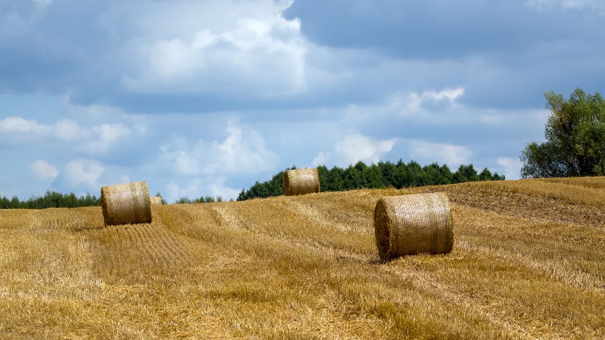 baloty, żniwa, pole, rolnictwo, zboże, rola, siano, pola, rolnictwa, bale, rurki, farma, zbiorów, niebo, pszenica, krajobraz, obszarów wiejskich, lato, charakter, plon, stos, stogi, chmury, pogoda, kraj