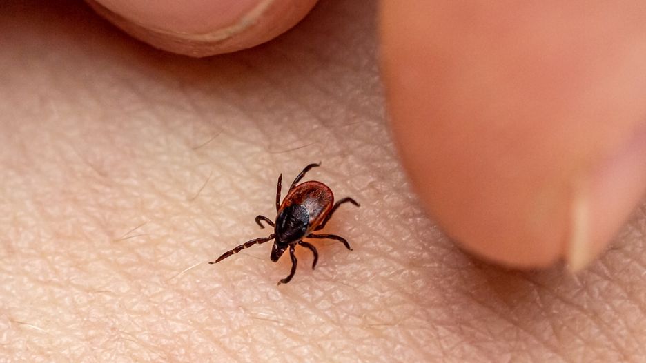 The fingers of the hand catch an encephalitis forest tick crawling on human skin. Danger of insect bite and human diseaserbkomar