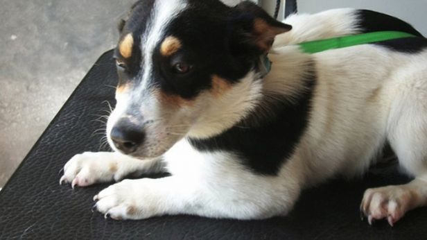 Szeryf z Teksasu zakazał fotografowania zwięrząt w schronisku 1