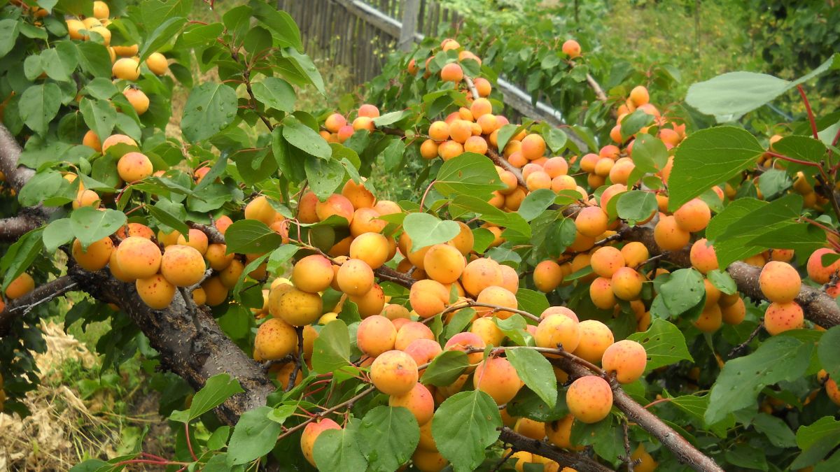 Grecy kochają morele, my je omijamy